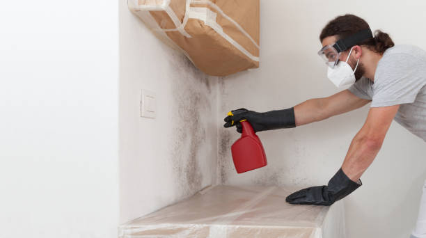 Professional Basement Mold Remediation technician working in Charlestown, MA